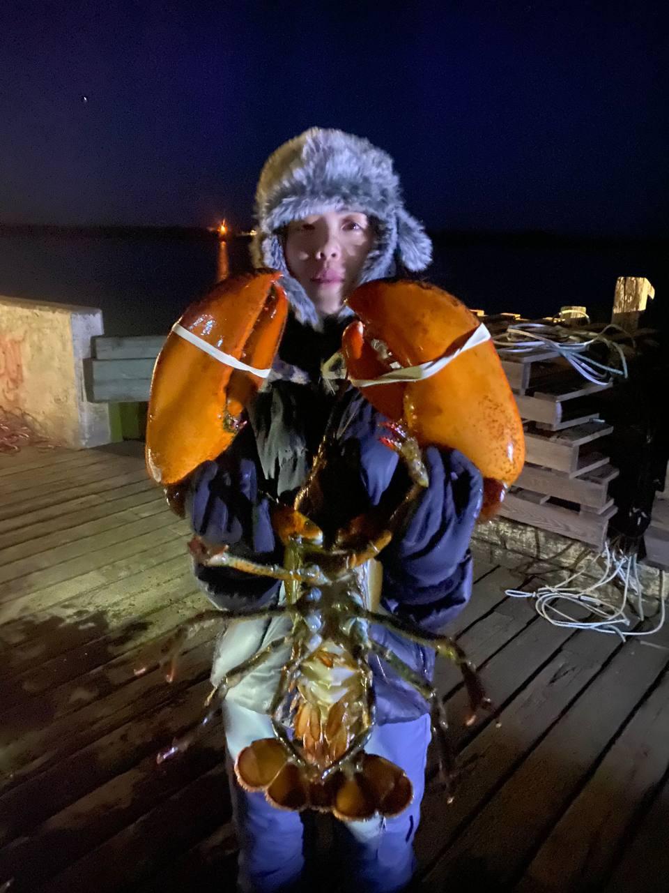 Worker holding giant Atlantic lobster with orange claws at night on Nova Scotia dock